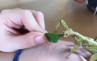 Chenilles, papillons et phasmes